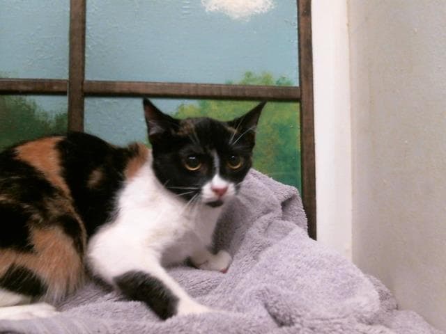 Belinda - Domestic Short Hair