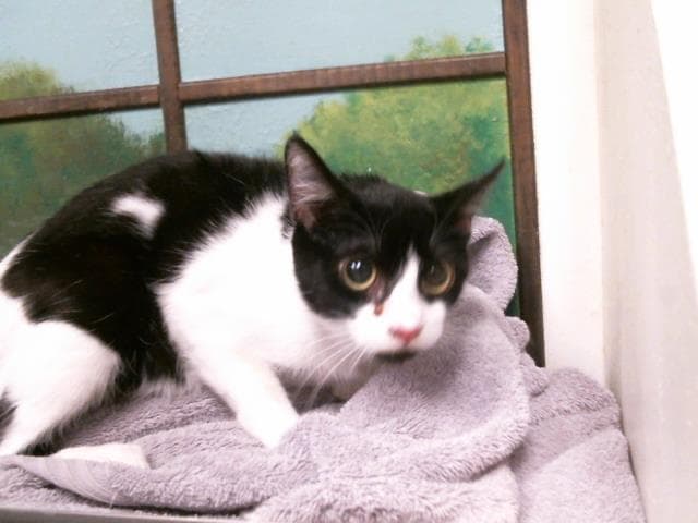 Lulu Dee - Domestic Short Hair