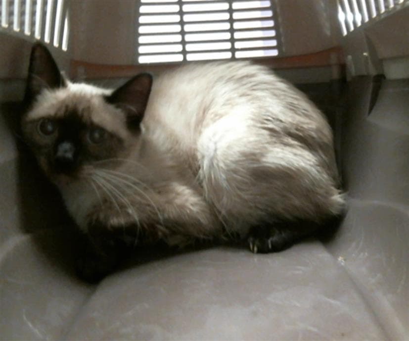 Unknown - Siamese