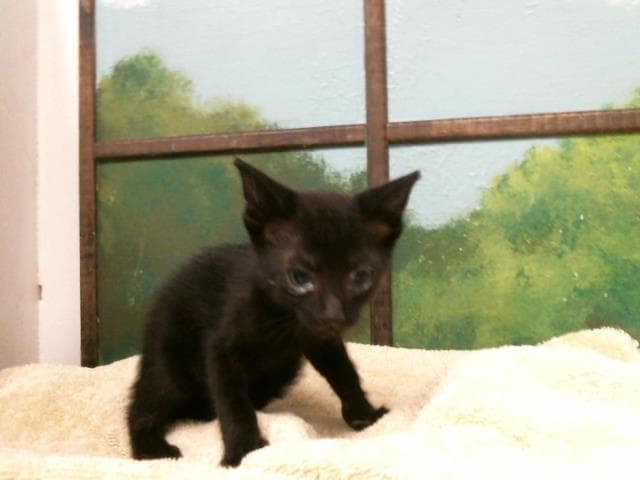 Kitten