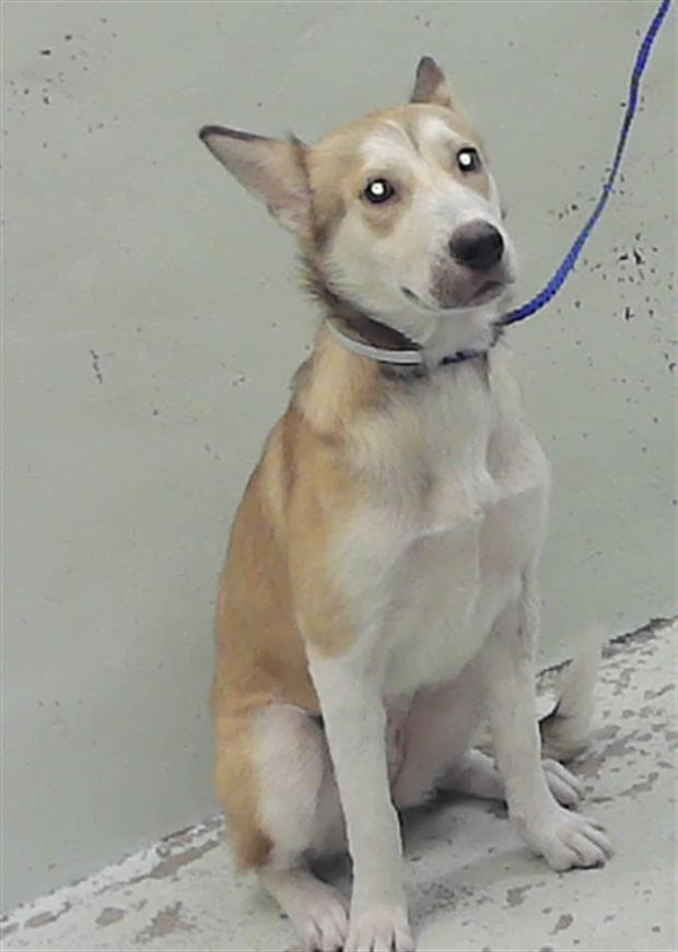 Girl - Husky