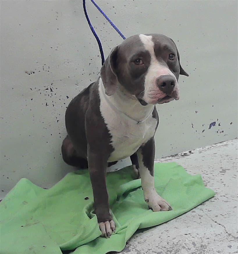 Unknown - Staffordshire Bull Terrier