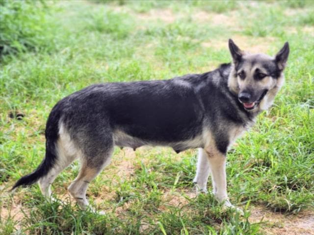 Athena - German Shepherd Dog