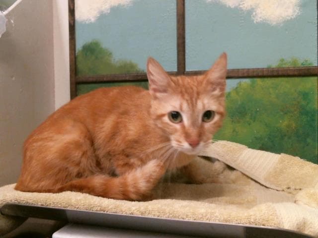 Unknown - Domestic Short Hair