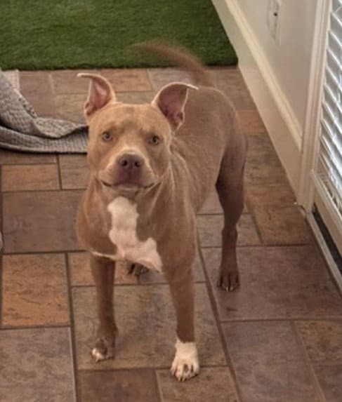 Rupert - Staffordshire Bull Terrier