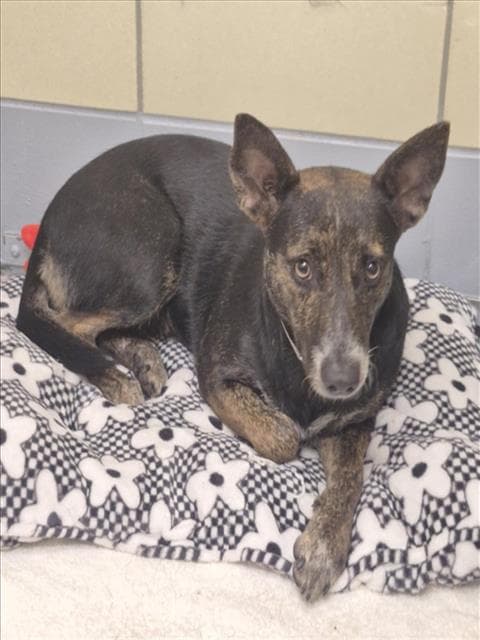 Summer - Australian Cattle Dog/Blue Heeler