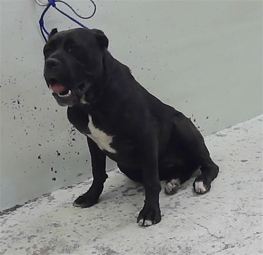 Unknown - Cane Corso Mastiff