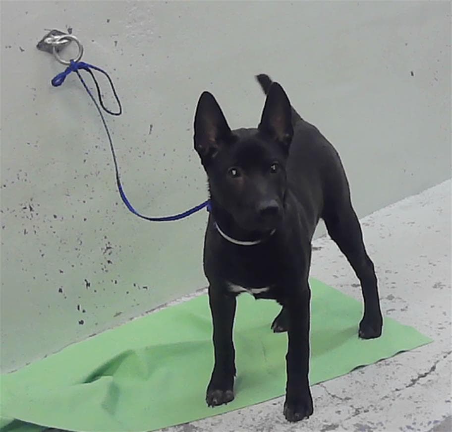 Unknown - German Shepherd Dog