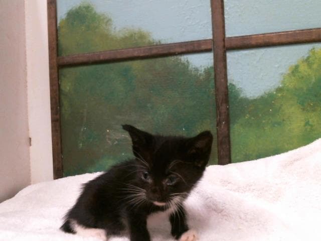 Unknown - Domestic Short Hair