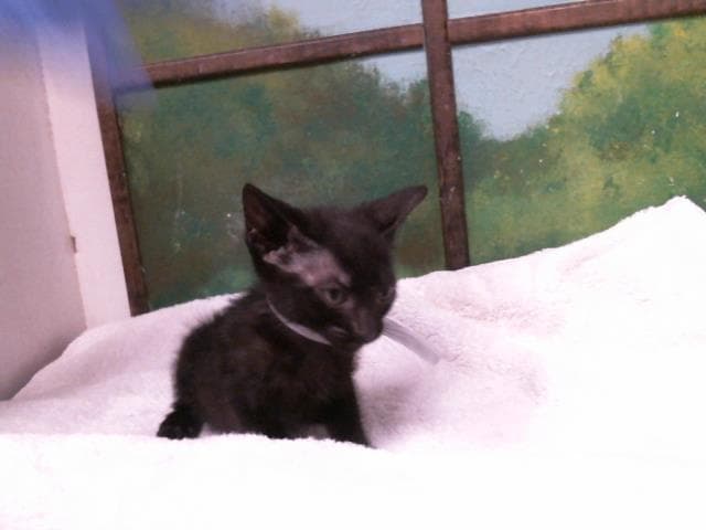 Unknown - Domestic Short Hair