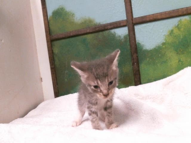 Unknown - Domestic Short Hair