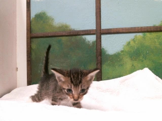 Unknown - Domestic Short Hair