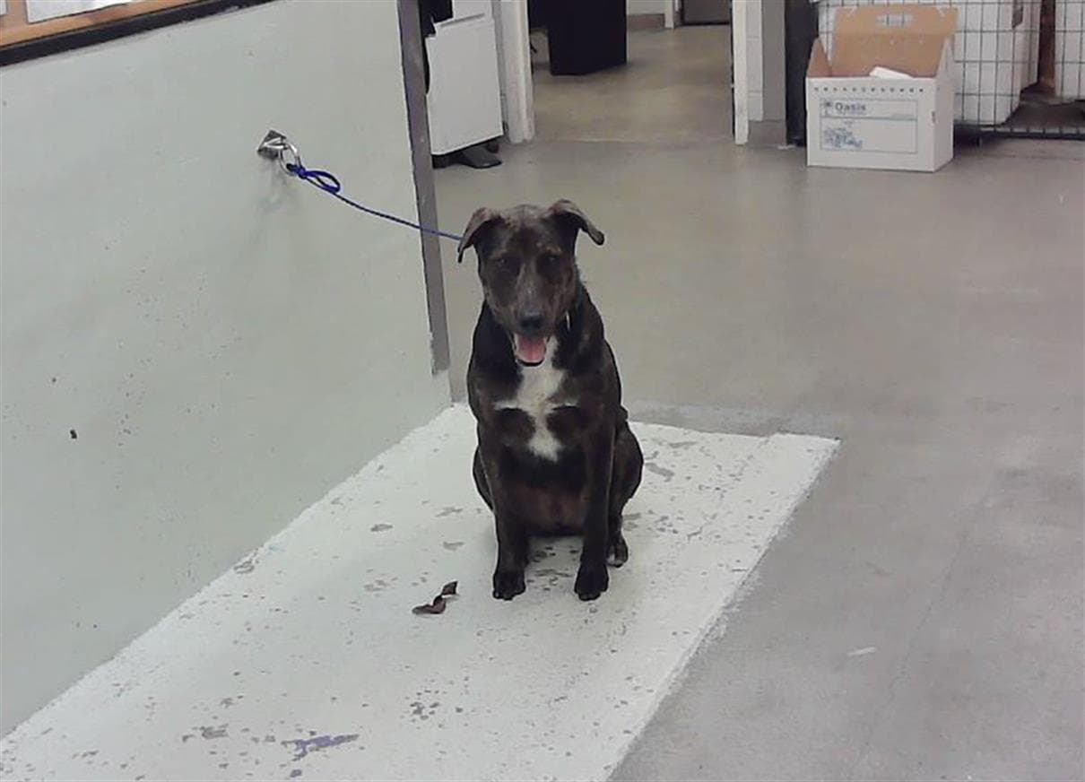 Joey - Staffordshire Bull Terrier