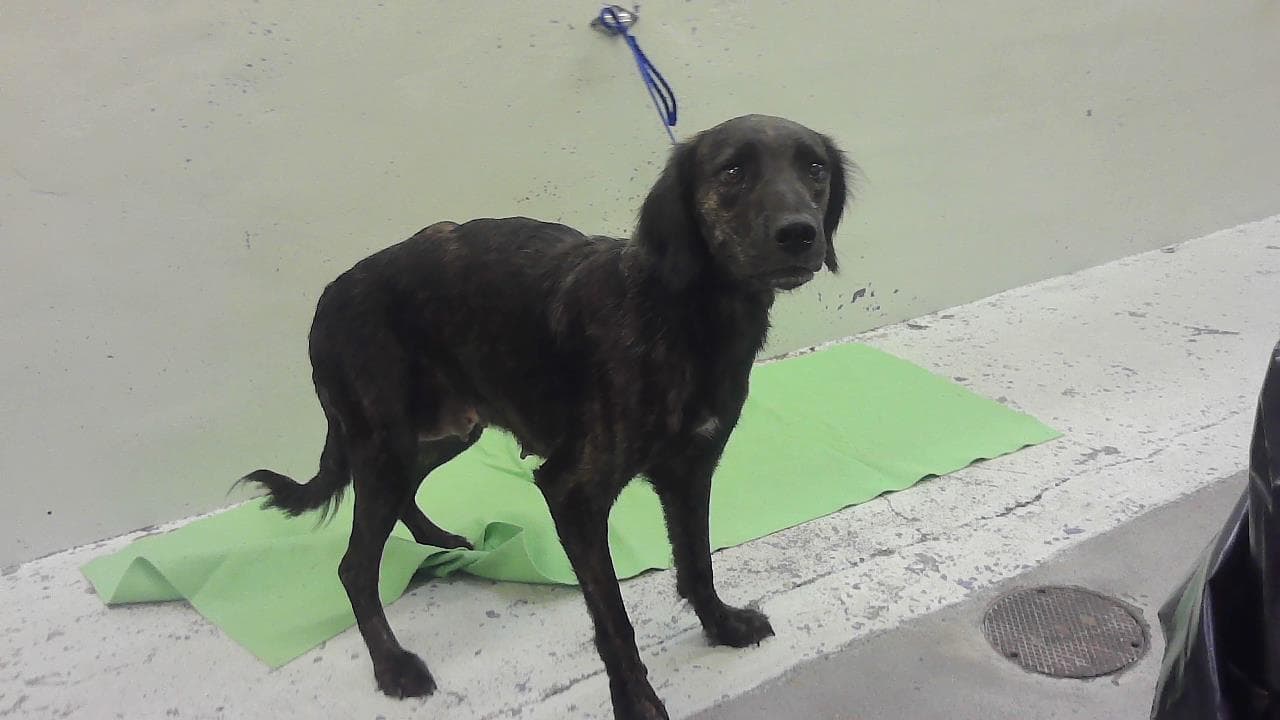 Unknown - Labrador Retriever