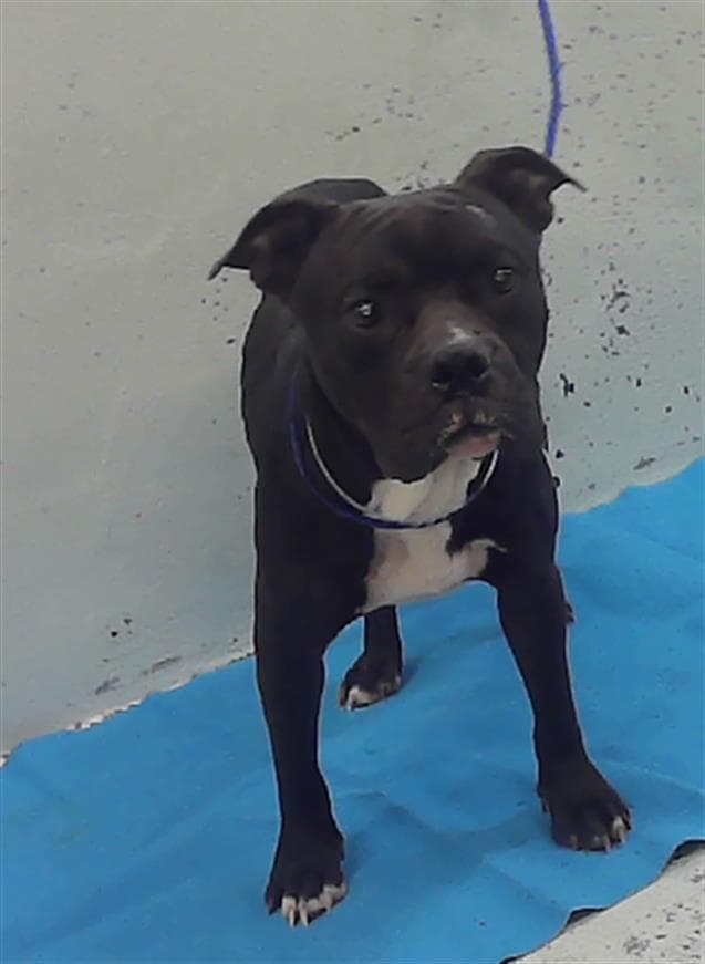 Marco - Staffordshire Bull Terrier