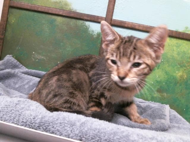 Kitkat - Domestic Short Hair