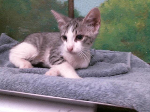 Mrgoodbar - Domestic Short Hair