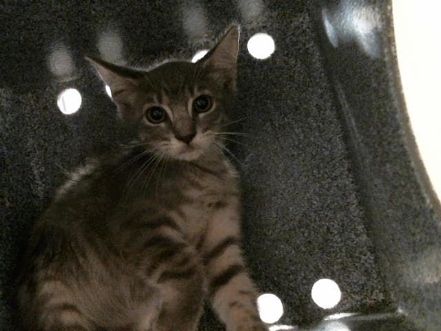 Unknown - Domestic Short Hair