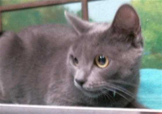 Sarah - Russian Blue