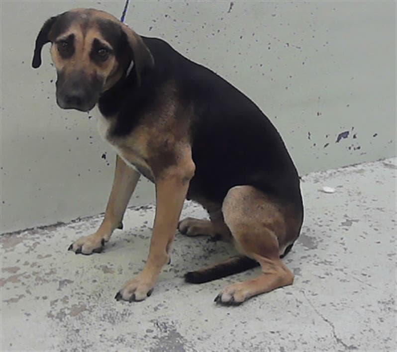 Morena - German Shepherd Dog