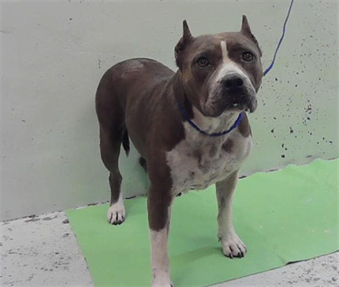 Cathy - Staffordshire Bull Terrier
