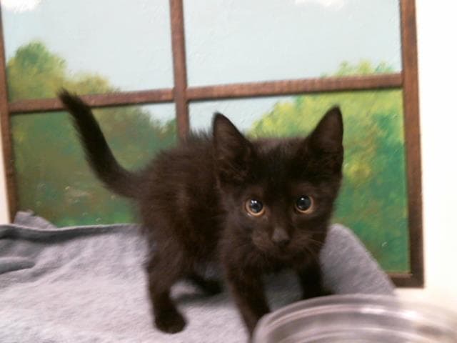 Unknown - Domestic Short Hair