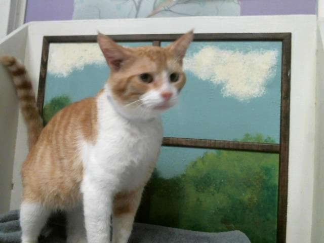 Apollon - Domestic Short Hair