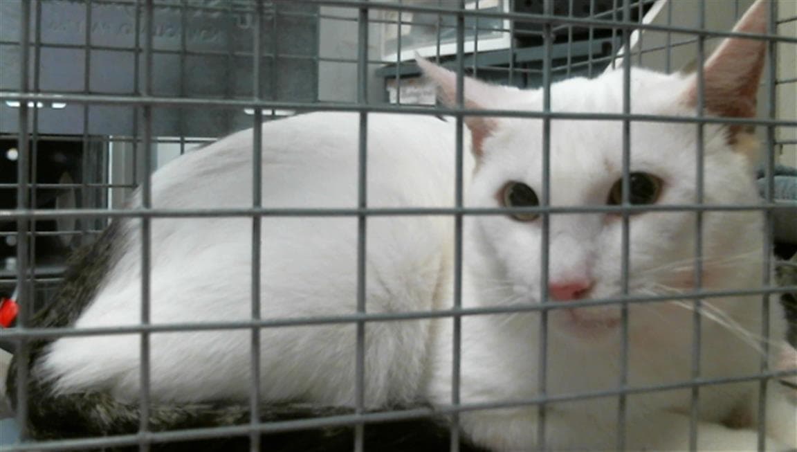Unknown - Domestic Short Hair