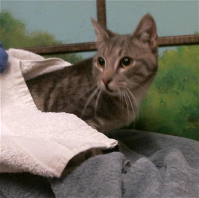 Unknown - Domestic Short Hair
