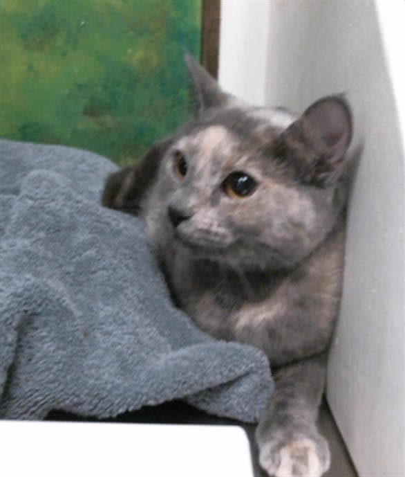 Unknown - Domestic Short Hair