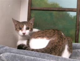 Unknown image 1