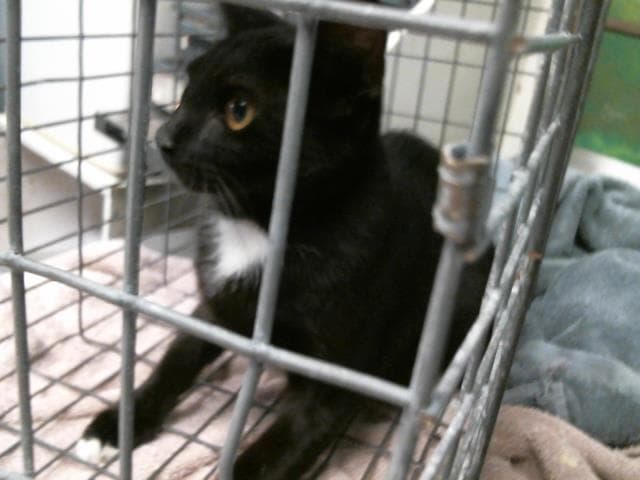 Unknown - Domestic Short Hair