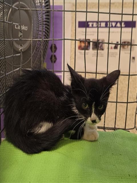 Domino - Domestic Short Hair
