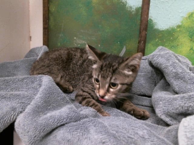 Cookie - Domestic Short Hair