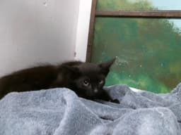 Dexter image 1