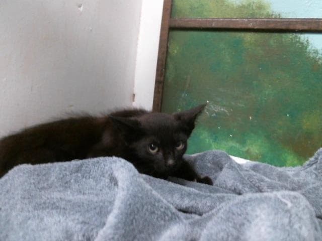 Dexter - Domestic Short Hair