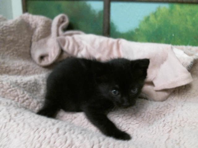 Unknown - Domestic Short Hair