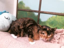 Unknown image 1