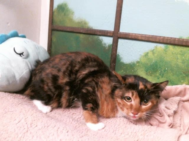 Unknown - Domestic Short Hair