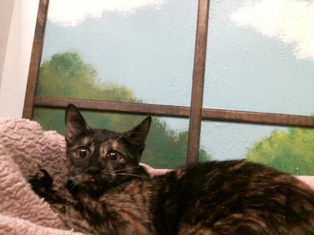 Unknown - Domestic Short Hair