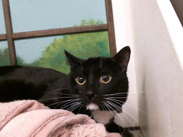 Unknown - Domestic Short Hair