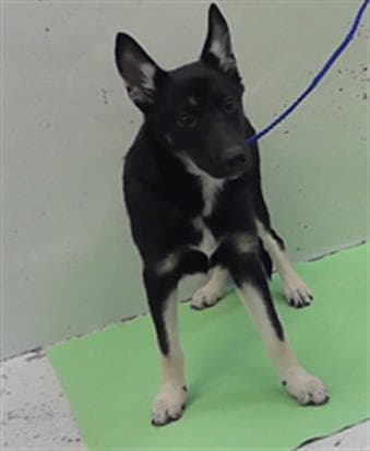 Laila - German Shepherd Dog