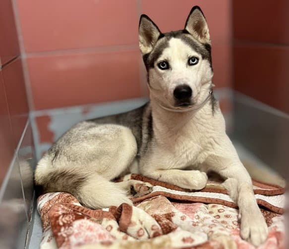 Javonte - Siberian Husky