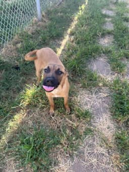 Dog Dog image 1