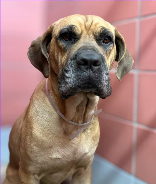 Unknown - Mastiff