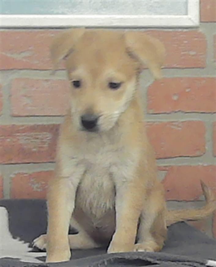 Lilly - Labrador Retriever
