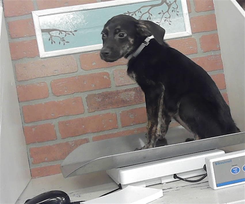 Dara - Labrador Retriever
