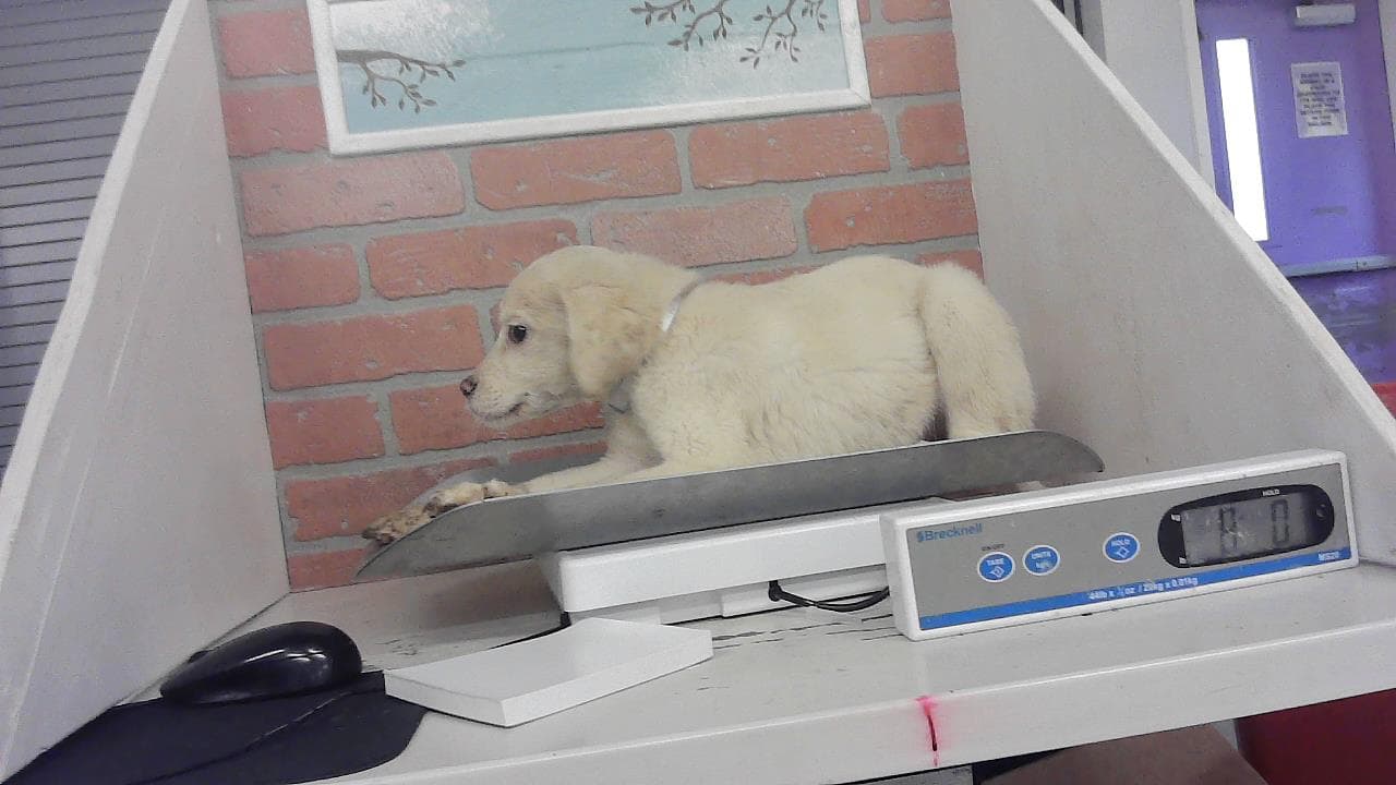 Unknown - Labrador Retriever