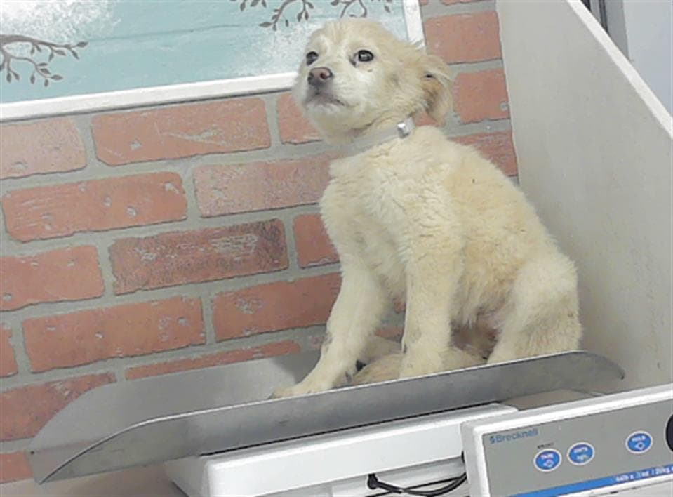 Unknown - Labrador Retriever