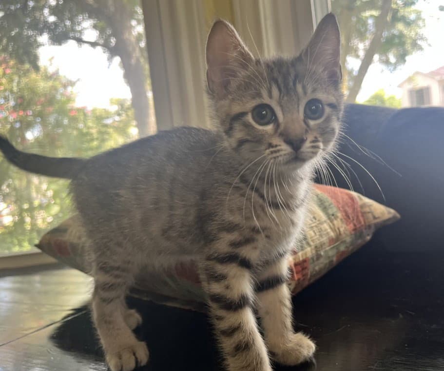 Ivar - American Shorthair